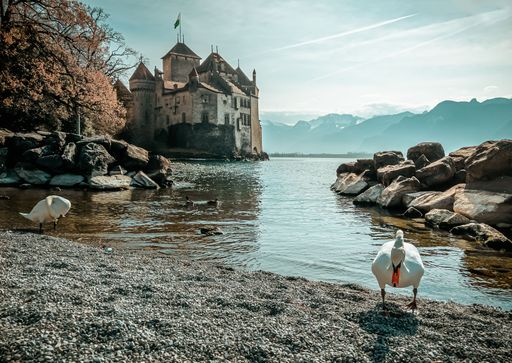 A beautiful shot of white ducks on the coast of Lake Geneva with Chillion castle in the background