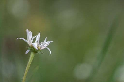 A closeup shot of a beautiful flower under the sunlight