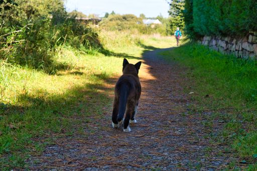 A back view of a black cat walking on a road outdoors