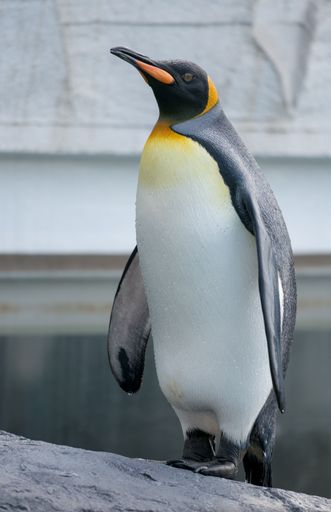 A vertical closeup shot of a king penguin emerging from water in zoo