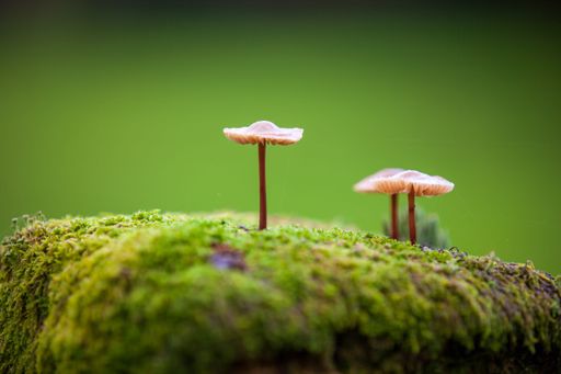 A closeup shot of small wild mushrooms growing on a mossy surface in a blurred green background