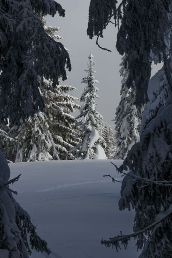 A vertical shot of spruces covered in snow