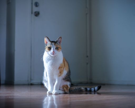 A beautiful portrait of a white cat with gray and ginger stains sitting in a room on the floor