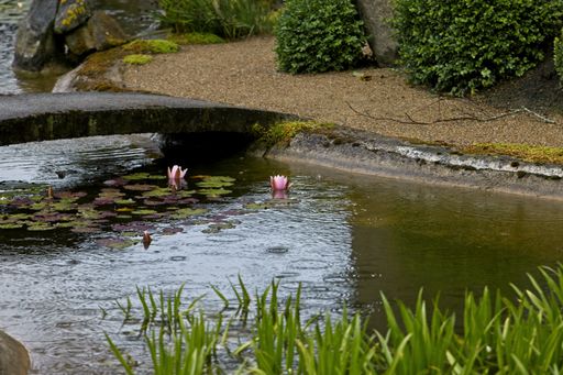 A landscape shot of water lilies in a river of a beautiful green park