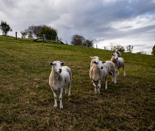 A herd of sheep on the slope of a green hill