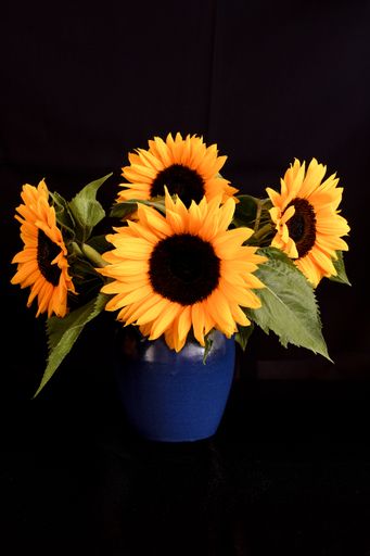 A vertical shot of a vase of sunflowers on a black background