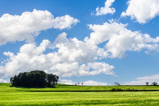 A beautiful landscape of a field on a sunny morning