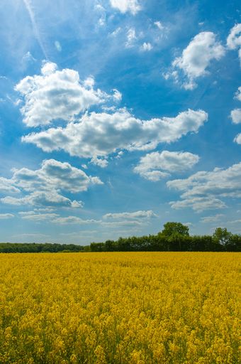 A vertical shot of a beautiful yellow Canola field under a clear sky with trees in the backgound