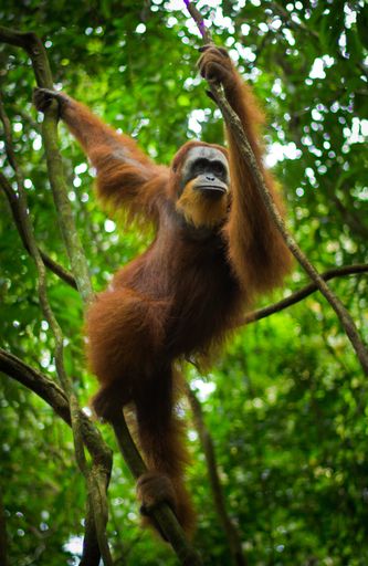 A vertical close-up of an adorable Sumatran orangutan on a tree