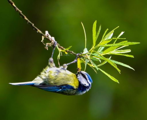 A shallow focus shot of a blue tit bird hanging upside down on a branch.