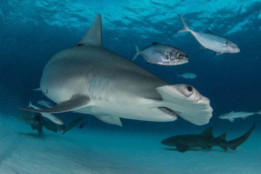 A hummer head shark swimming and searching for food underwater