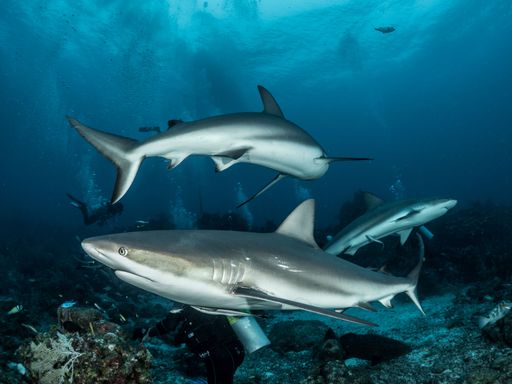 A group of sharks swimming in clean water