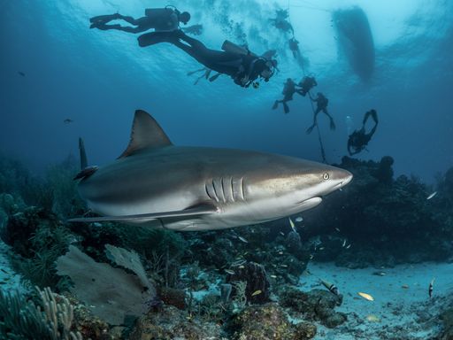 A closeup shot of a shark in the water with people diving in the background