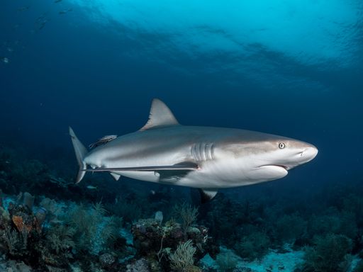 A closeup shot of a shark swimming in clean water