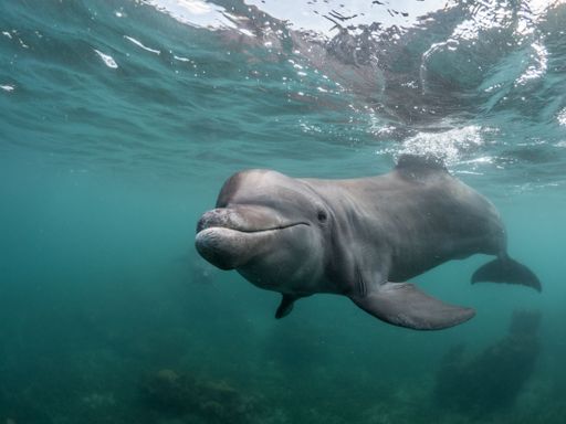 The marine mammals of the Black sea in the current world