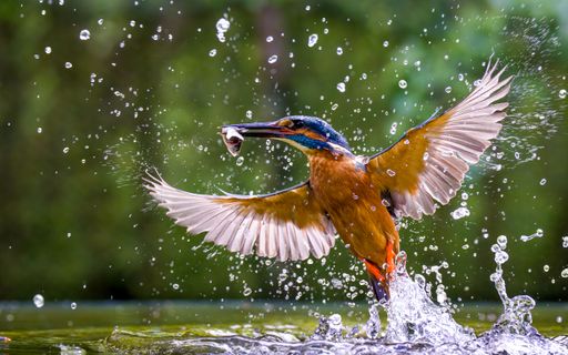 A soft focus of a male kingfisher with a successful hunt of a small fish from the river