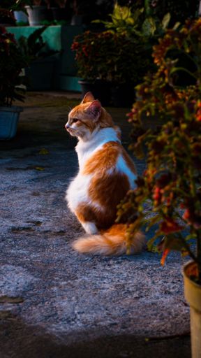 A vertical shot of an orange and yellow cat sitting on gray pavement.
