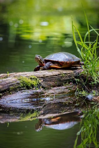 A beautiful pond slider turtle on a wooden surface near the pond