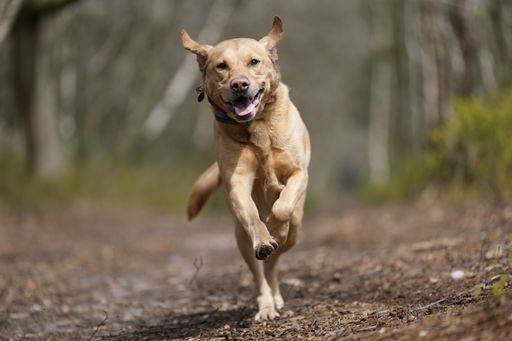 A cute labrador retriever running in a rural area in a blurred background
