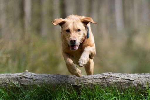 A cute labrador retriever running in a rural area in a blurred background