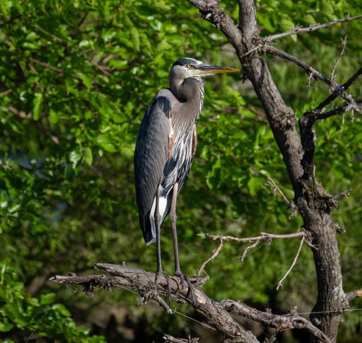 A closeup shot of gray heron standing with shrugged wings on a branch with leaves in the background