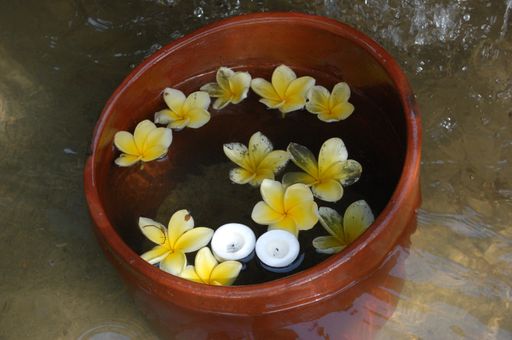 A closeup shot of Balinese spa frangipani flowers in a watered clay bucket