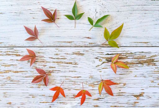 A top view of arranged colorful autumn leaves in a circle on a wooden surface