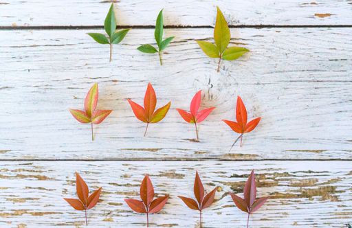 A top view of arranged colorful autumn leaves on a wooden surface