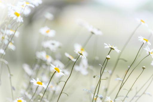 A closeup shot of blooming wild daisies on a field