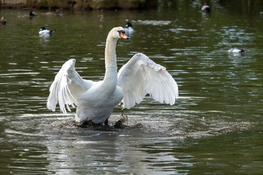 A beautiful elegant white swan preparing for flight from a lake