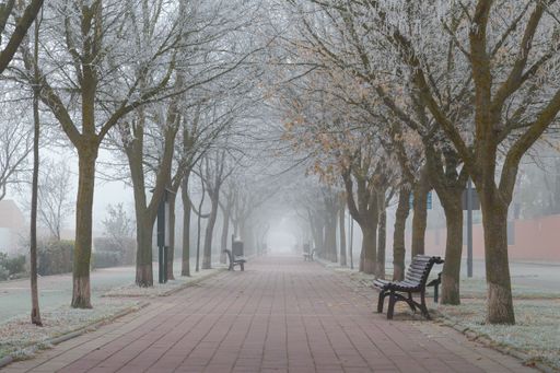A mesmerizing shot of a walkway with benches lined with trees in a foggy weather