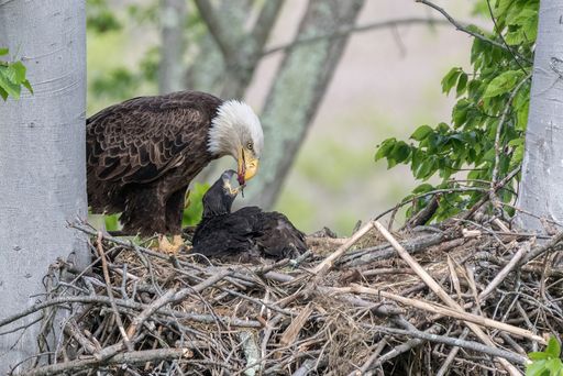 A view of a beautiful bald eagle feeding babies on a tree
