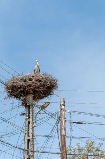 A vertical low angle of a stork bird in its nest against blue sky background
