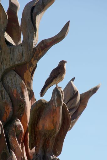 A vertical shot of a majestic Chimango caracara sitting on a wooden bird statue against a blue sky