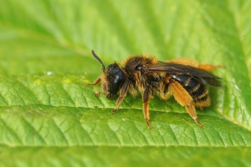Closeup on a hairy Hawksbeard mining bee, Andrena fulvago, sitting on a green leaf in the field