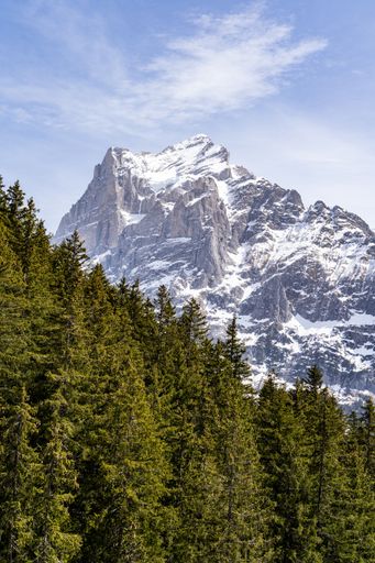 A vertical shot of a forest near the Swiss Alps under a blue sky