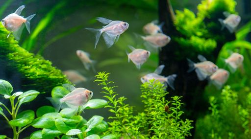 A closeup shot of a school of ternetia in the aquarium