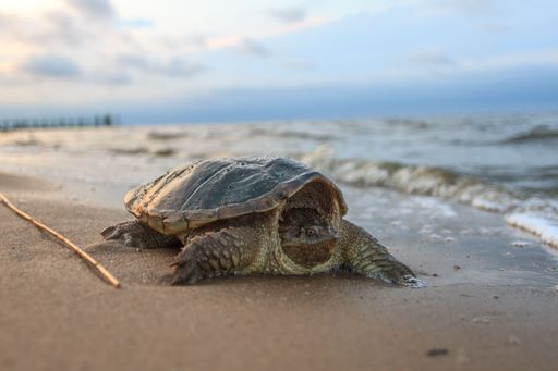 A common snapping turtle (chelydra serpentina) on sandy beach