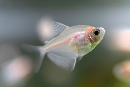 A closeup shot of ternetia fish in the aquarium