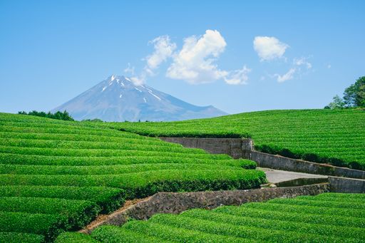 Fresh green tea field in a spring morning with Mt Fuji in the background. Best spot photo in Shizuoka, japan.