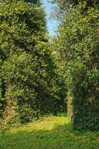 A vertical shot of a walking trail through a green park with ivy hedges
