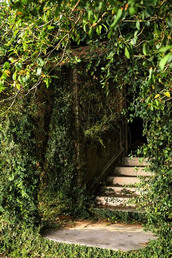 A vertical shot of a staircase through a forest covered in ivy