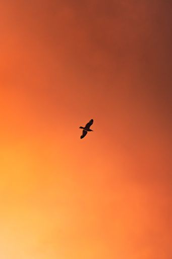 A vertical shot of a bird silhouette flying under a cloudy sky during a beautiful sunset - great for wallpapers
