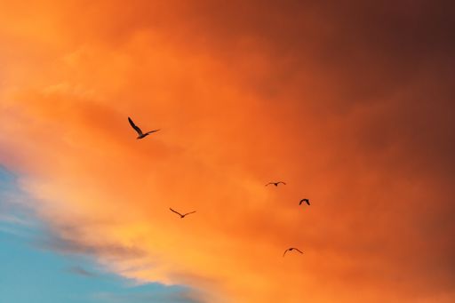 A low angle shot of the silhouettes of birds flying under a cloudy sky during a beautiful sunset - great for wallpapers