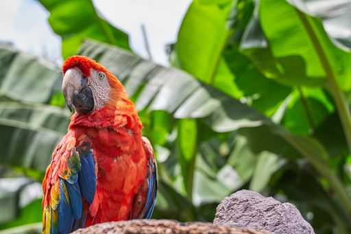 A closeup shot of a colorful parrot with big green leaves on the background