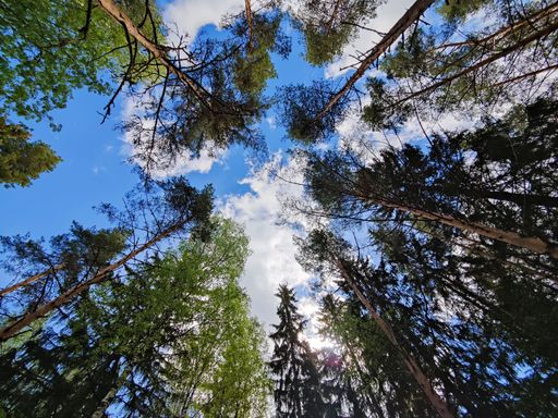 A low angle shot of tall trees in a forest under the cloudy sky