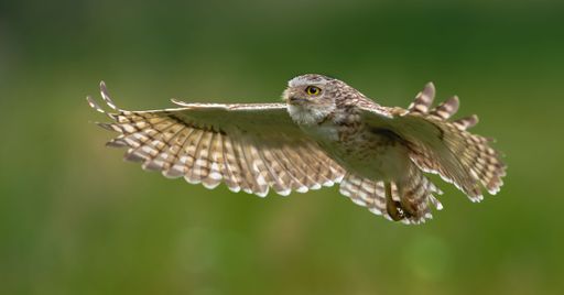 A beautiful shot of charming burrowing owl flying low over field with green blurred background