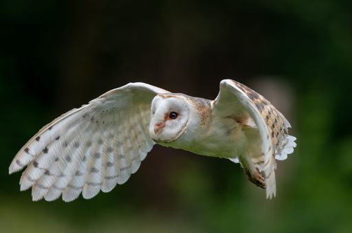 A closeup shot of barn owl (Tyto alba)  flying low over field with green blurred background