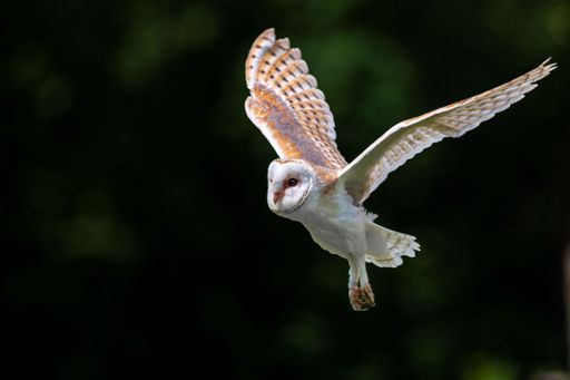 A closeup shot of barn owl (Tyto alba)  flying low over field with dark green blurred background