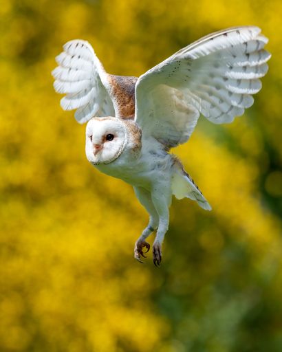 A vertical closeup shot of barn owl (Tyto alba)  flying low over field with yellow blurred background